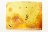 Detailed Fossil Rove Beetle (Proteininae) in Baltic Amber #275379-1